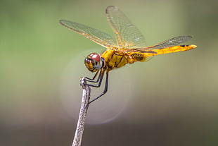 focus photography of yellow dragonfly HD wallpaper