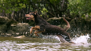 adult black and tan Australian Kelpie jumping on river water during daytime close-up photo