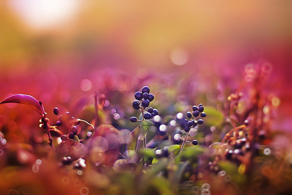 blue berry fruits HD wallpaper