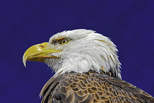 Bald eagle HD wallpaper