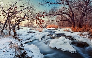 trees and river, nature, landscape, winter, river HD wallpaper