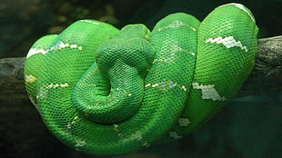 green python wrap on branch HD wallpaper