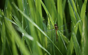 brown dragonfly on green grass HD wallpaper