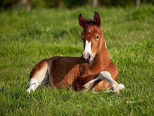 brown and white Pony lying on green grass field
