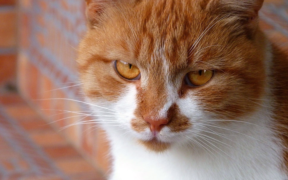 brown tabby cat HD wallpaper