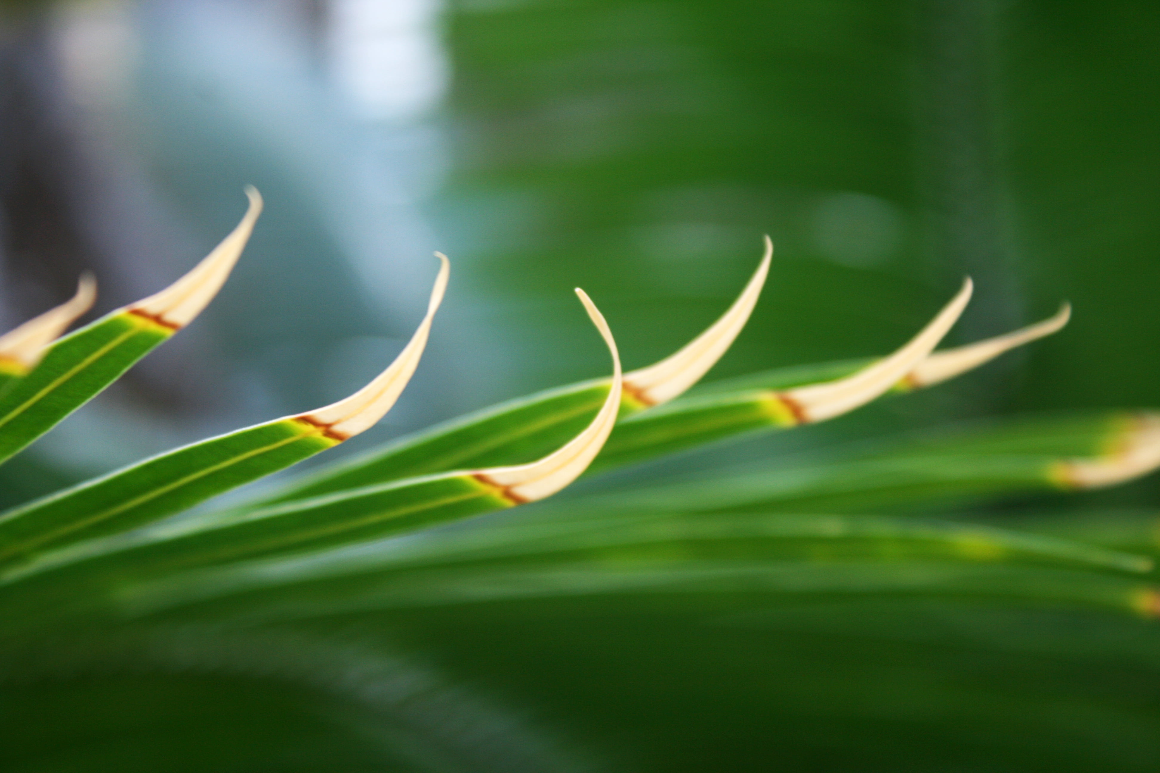 macro photography of green plant