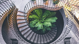 green Boston fern, arch, staircase, plants, bird's eye view