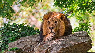 Lion leaning on the gray rock