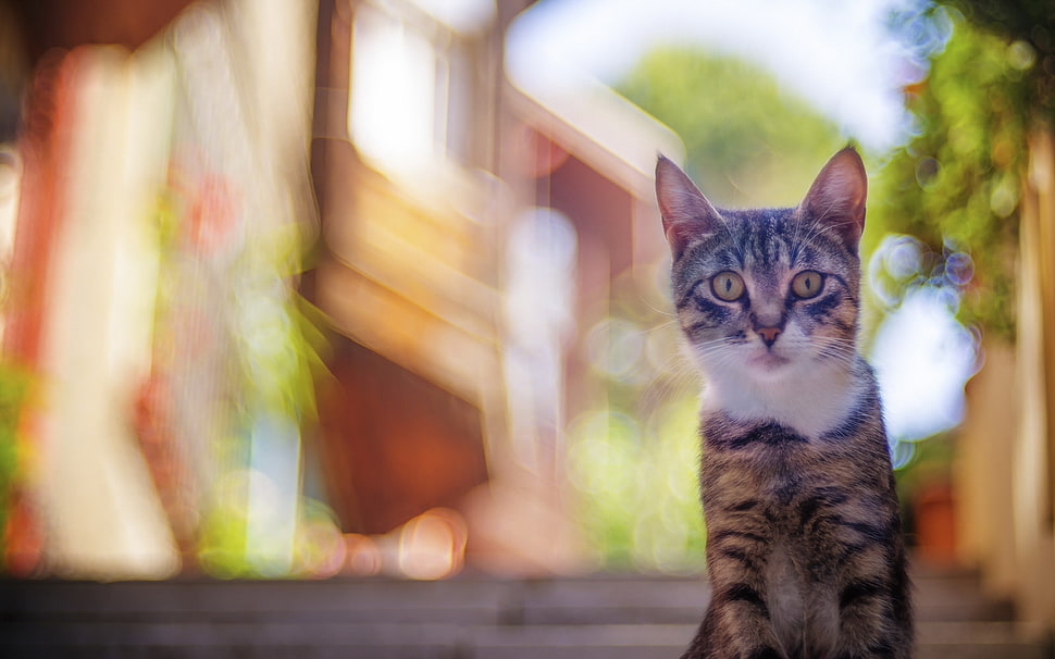 brown and white short coated cat HD wallpaper