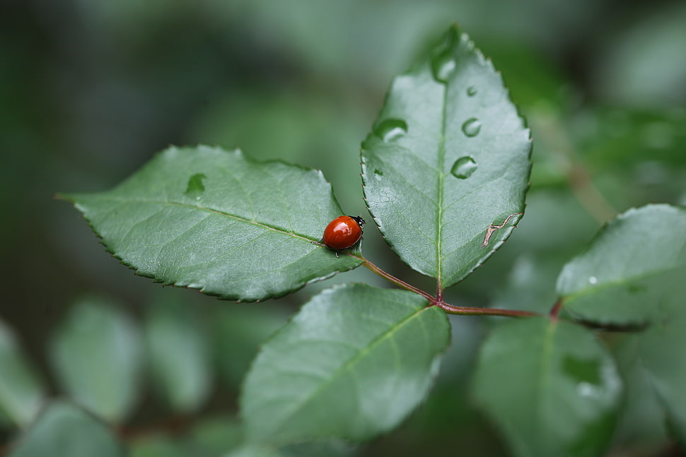 red ladybug on green leaf in closeup shot HD wallpaper