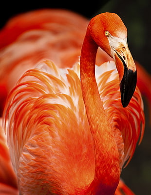 close up photography of Flamingo HD wallpaper