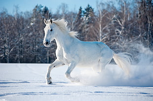 white horse, horse, cute animals, snow HD wallpaper
