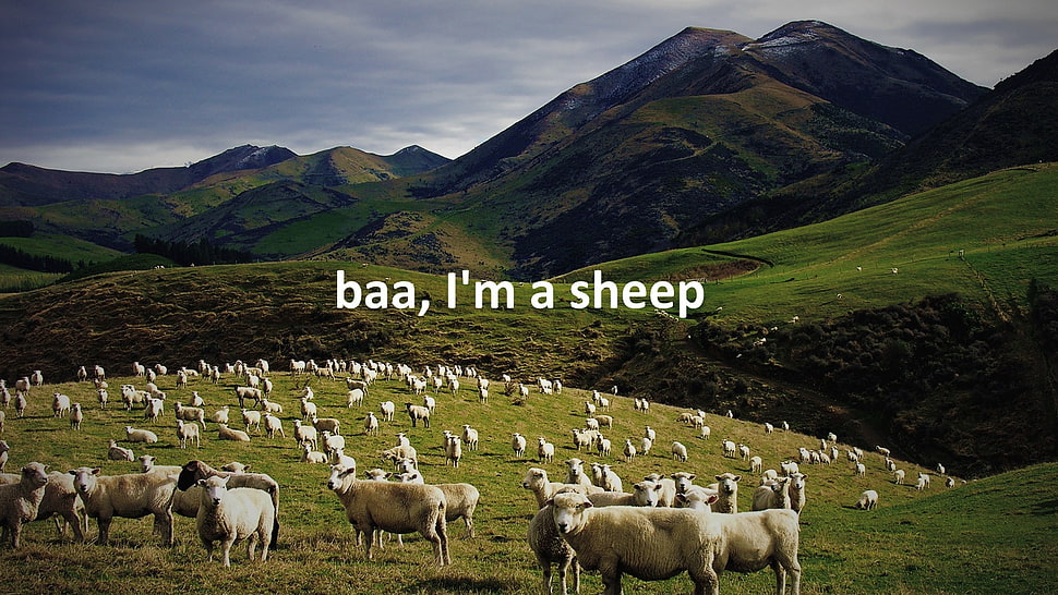 herd of white sheeps with baa, i'm a sheep text overlay, sheep, landscape, animals HD wallpaper
