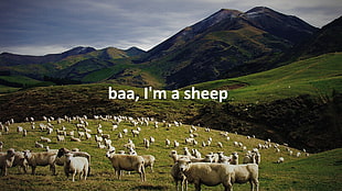 herd of white sheeps with baa, i'm a sheep text overlay, sheep, landscape, animals