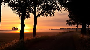 silhouette photography of trees during sunset