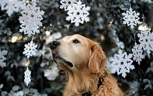 selective focus photo of golden retriever HD wallpaper