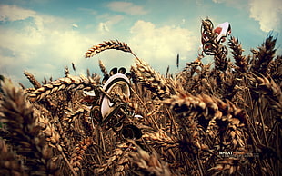 green grass field, plants, wheat, digital art, render
