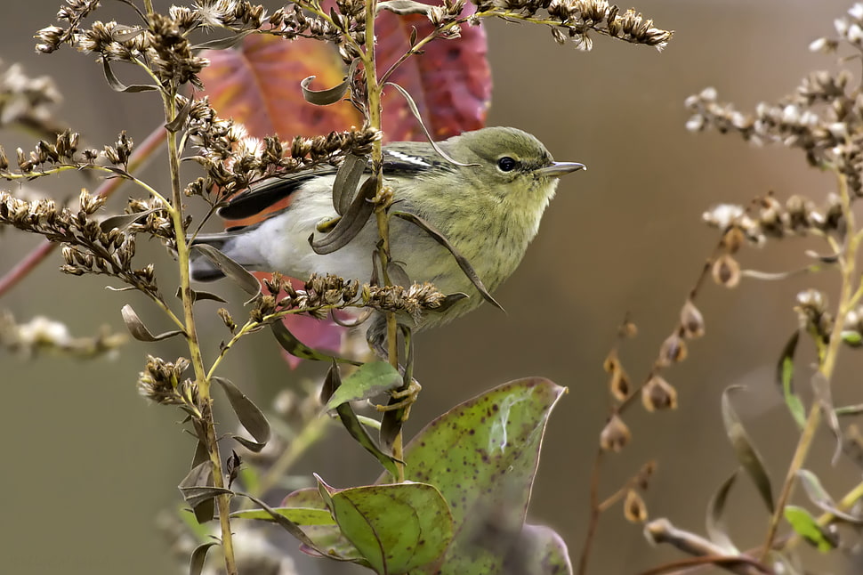 photo of green feather bird on plant branch near the green leaves, blackpoll warbler HD wallpaper