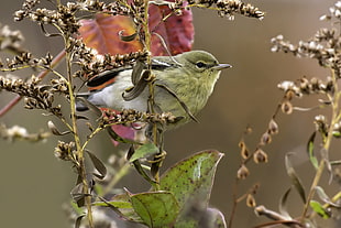 photo of green feather bird on plant branch near the green leaves, blackpoll warbler