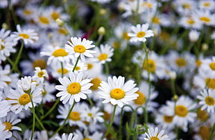 selective photo of white-and-yellow petaled flowers