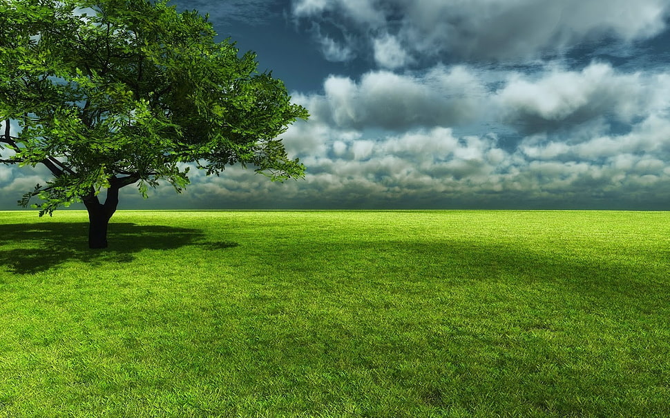 green leafed tree, nature, landscape, trees, grass HD wallpaper