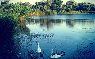 two white ducks on lake