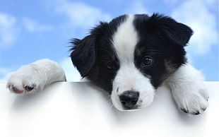 closeup photo of black and white Border Collie puppy