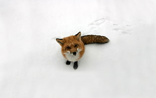 red fox, fox, snow, animals, curious