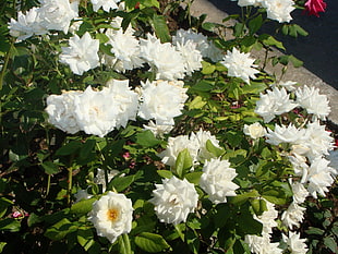 white petaled flowers