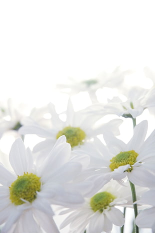 white petaled flowers in closeup photo, daisies