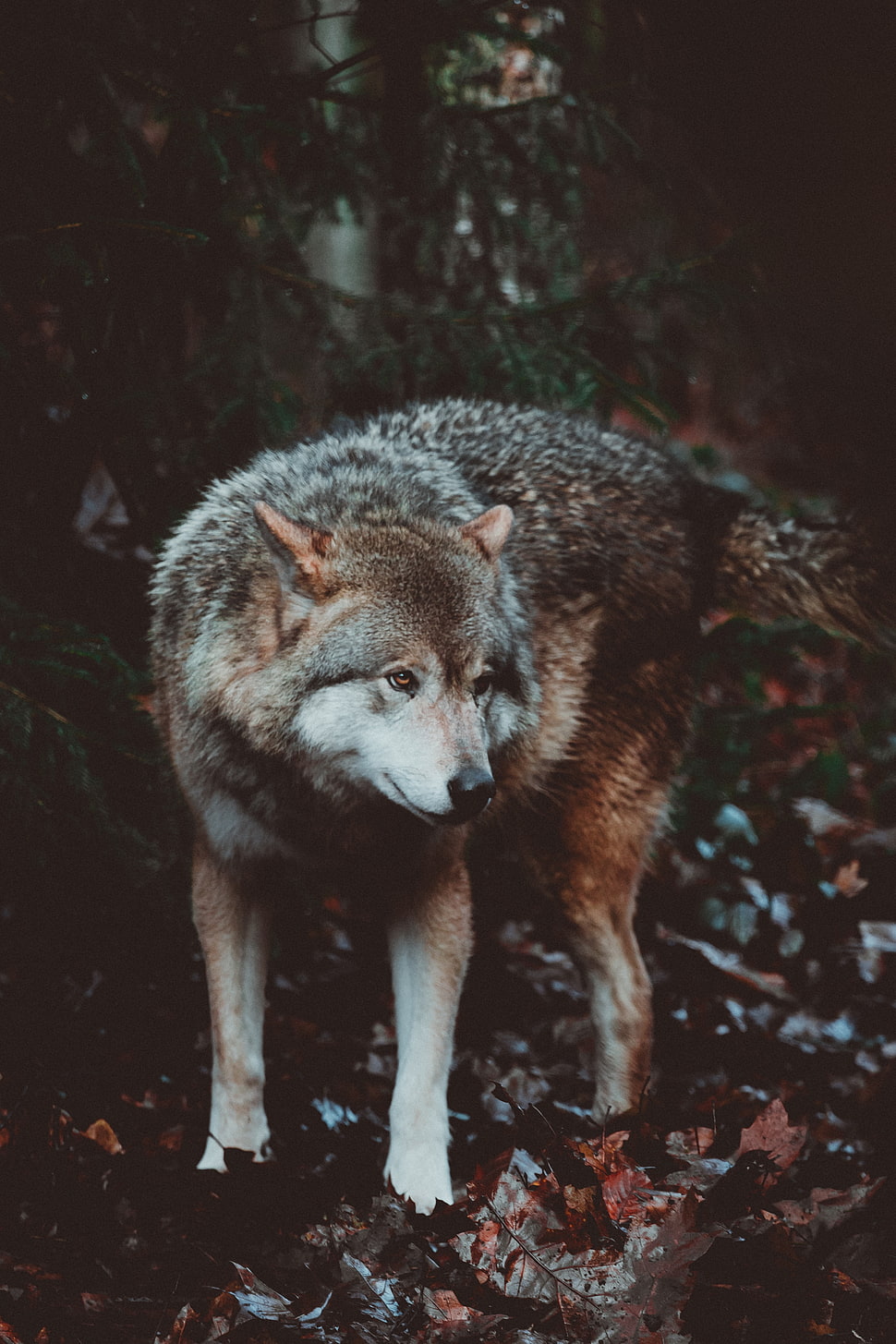 brown and white fur wolf HD wallpaper