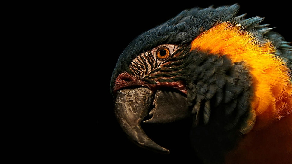 closeup photography Blue-throated Macaw HD wallpaper
