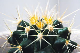 green and yellow cactus HD wallpaper