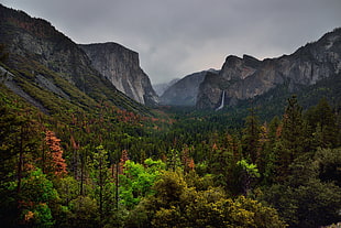landscape photo of mountain and forest, yosemite national park
