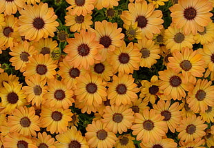 sunflower on bloom HD wallpaper