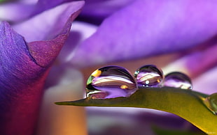 micro photography of three water droplets on tip of leaf
