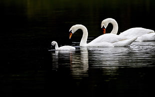 three white swans on calm body of water