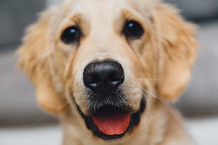 Golden Retriever dog HD wallpaper