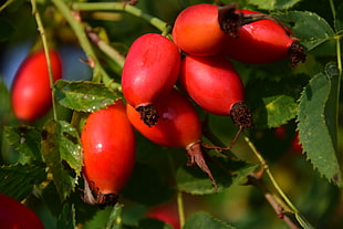 shallow focus photo of red oval fruits