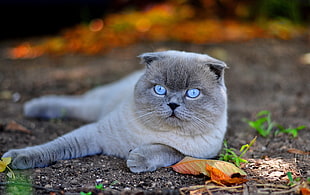 gray short-fur cat lying on ground