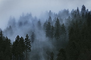 white and black trees painting, trees, mist, clouds, photography