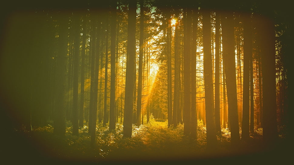 silhouette of trees, forest, trees HD wallpaper