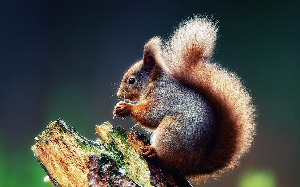 brown squirrel macro shot shallow focust HD wallpaper