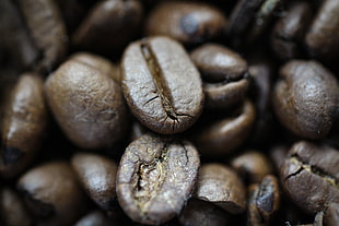 closeup photography of coffee beans
