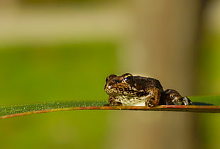 brown frog on leaf HD wallpaper