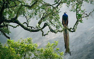 blue and brown Peacock perching on tree HD wallpaper