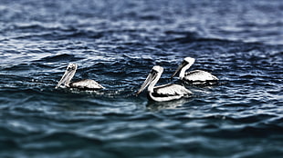three Australian Pelicans HD wallpaper