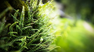 shallow focus photography of fern plant HD wallpaper