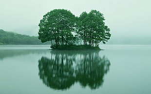 trees on island on center of lake