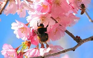 close up photo of Bumble bee on pink petaled flowers